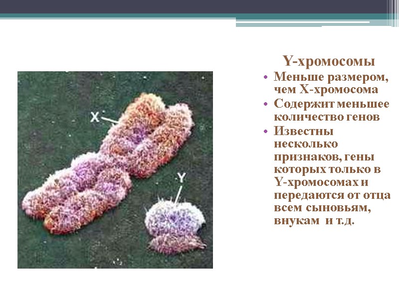 Половые хромосомы Y-хромосомы Меньше размером, чем Х-хромосома Содержит меньшее количество генов Известны несколько признаков,